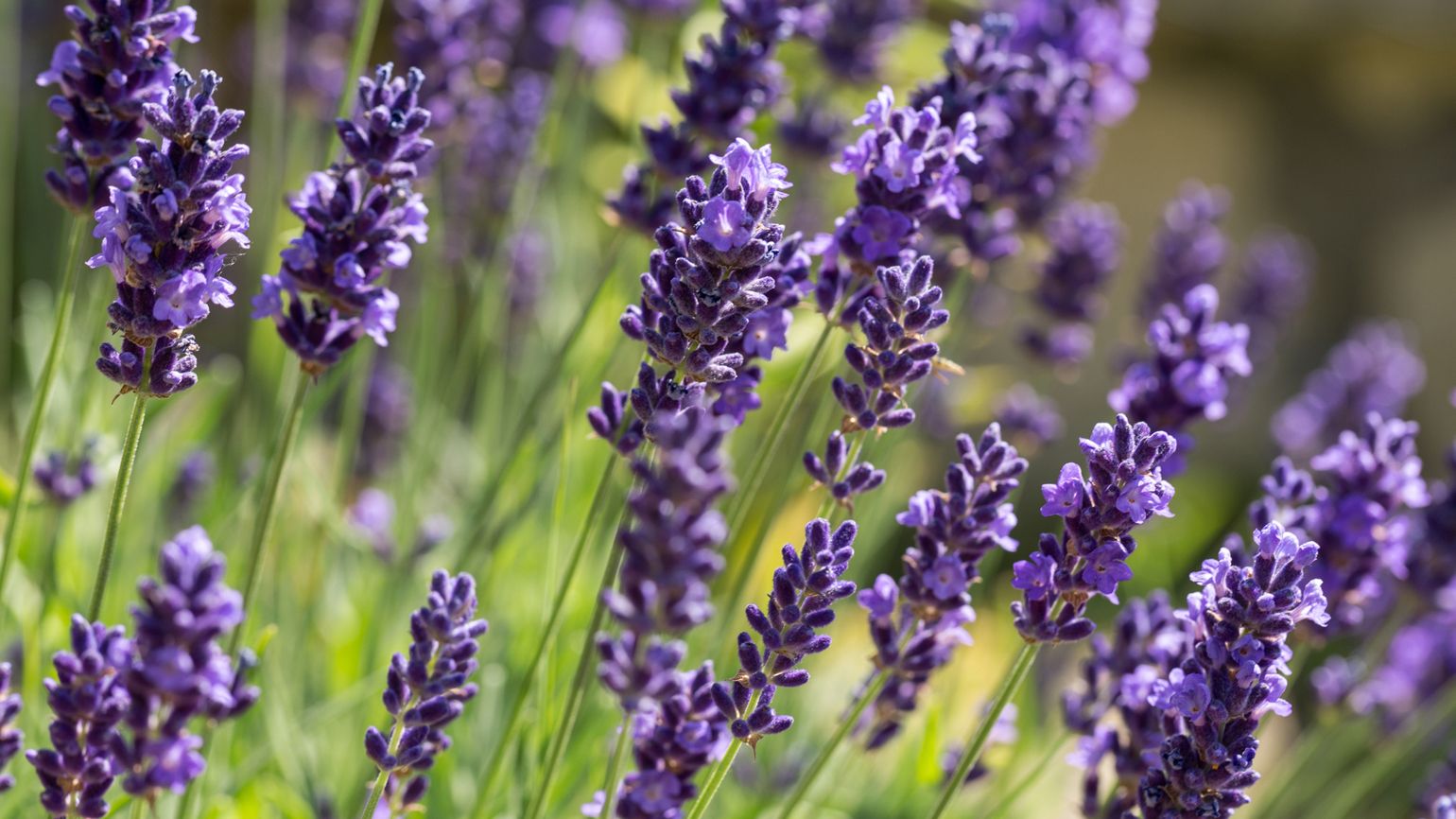 A garden full of lavender flowers.