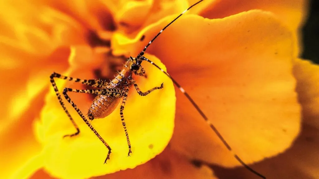 A creature up close from Matt's macrophotography.