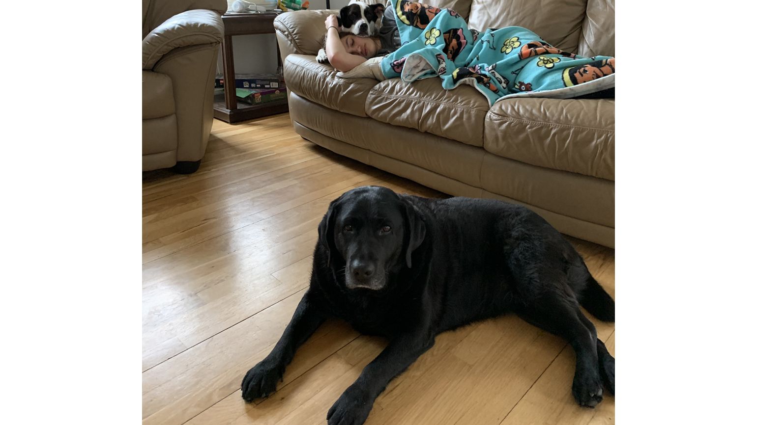 Penny (black Lab) and Lincoln (Lab mix).