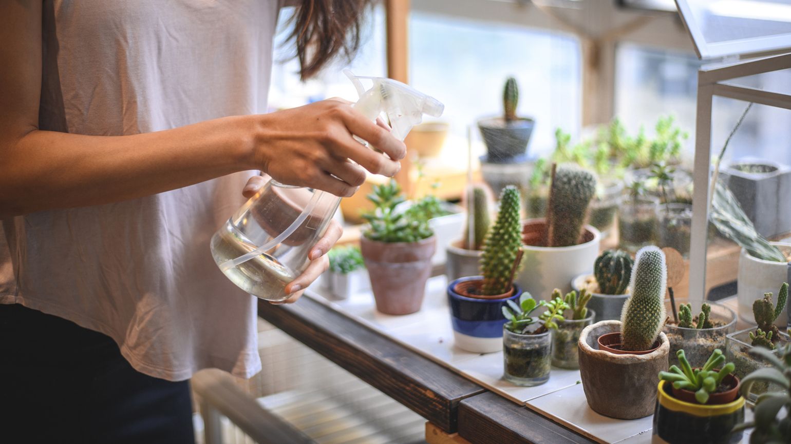A woman watering succulents and other plants.