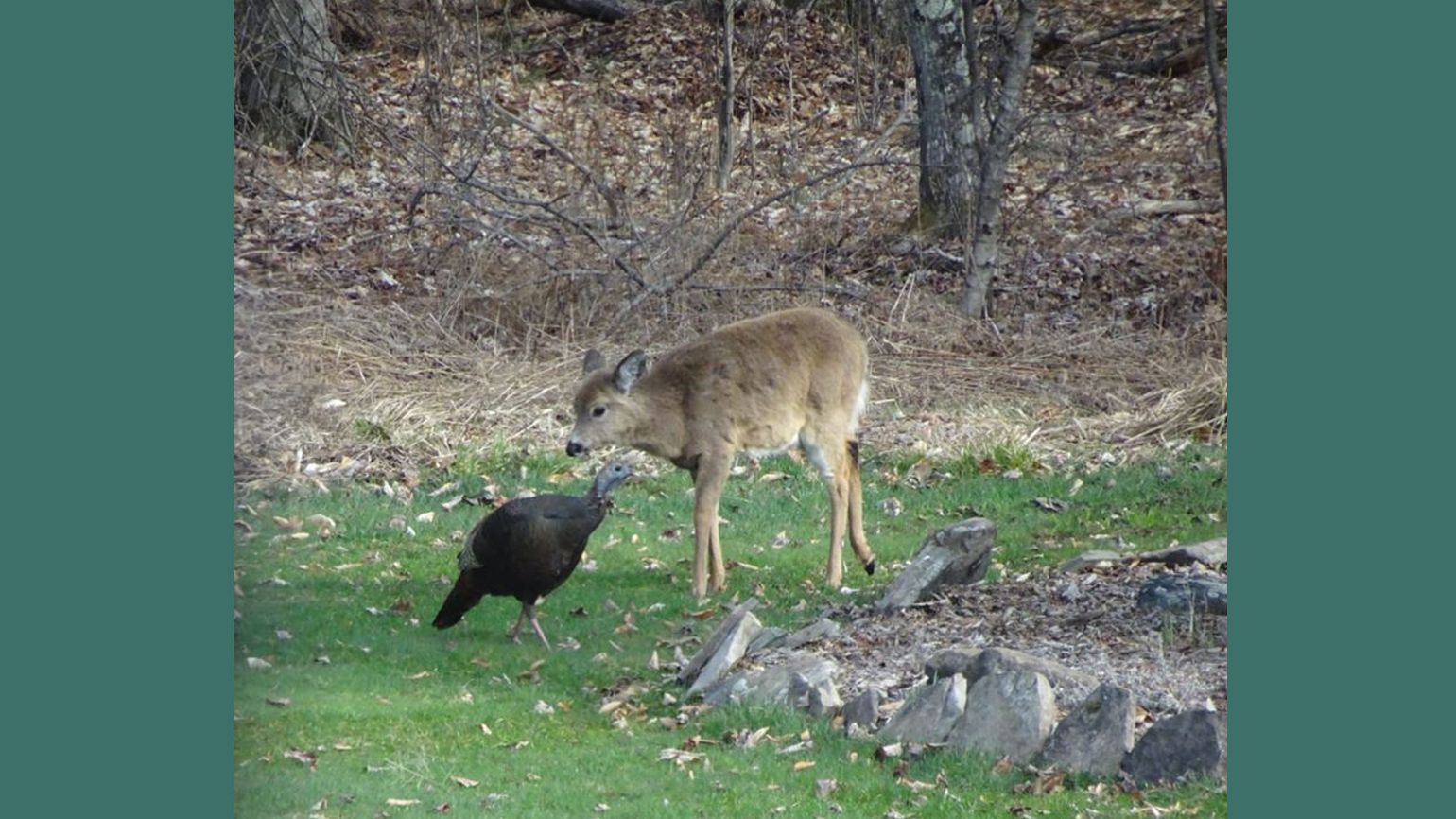 Forest friends meet in our backyard.