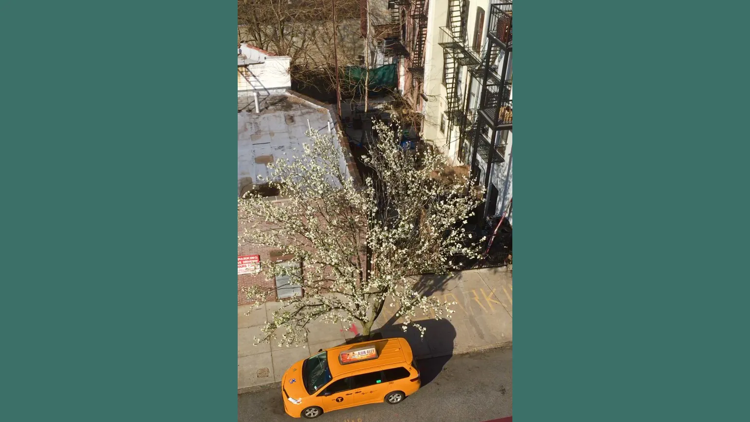 A soft spring breeze tickles the branches of this tree, making it seem as if it were waving and saying, “come out and play!”