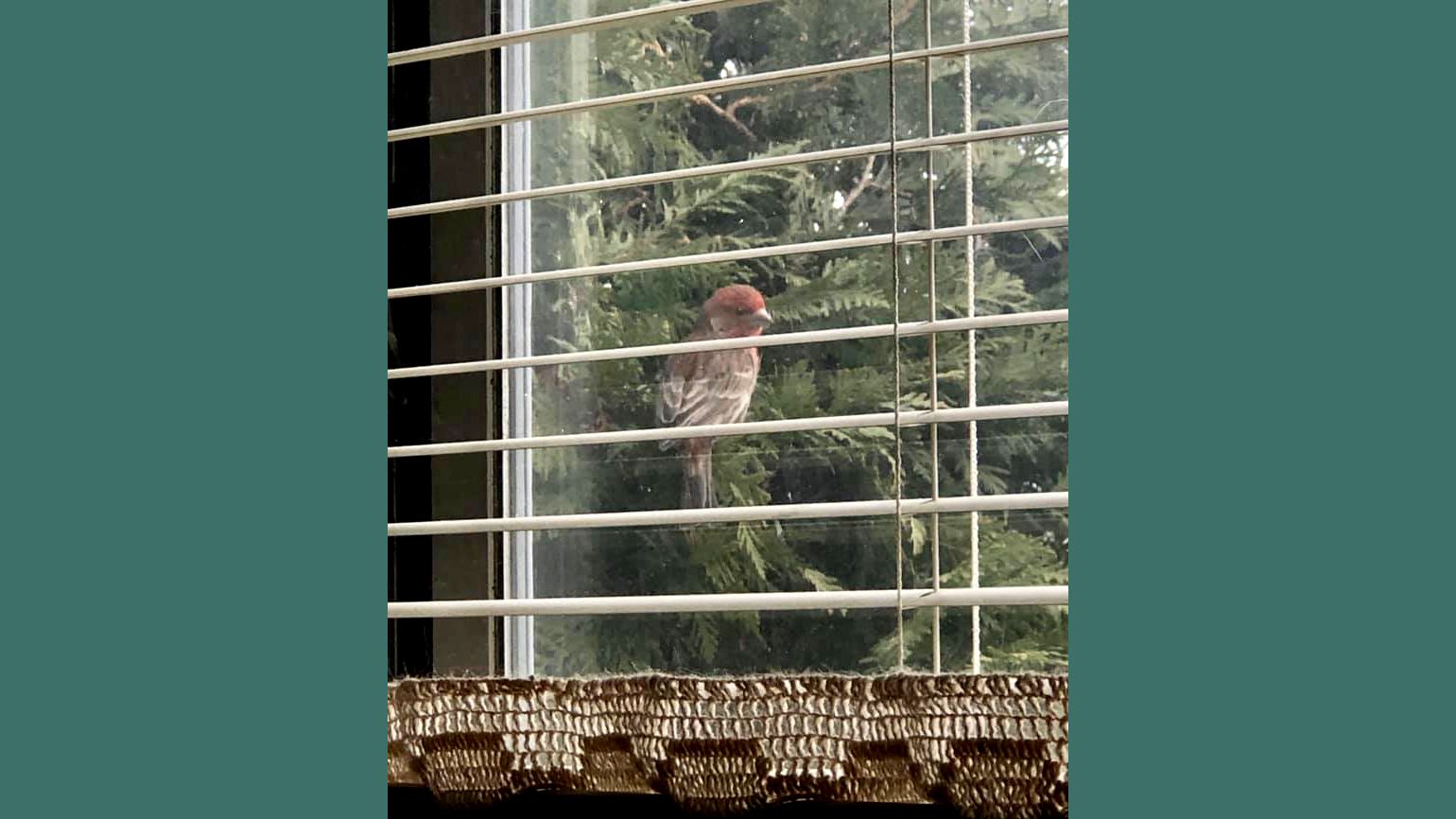A house finch’s daily visits.