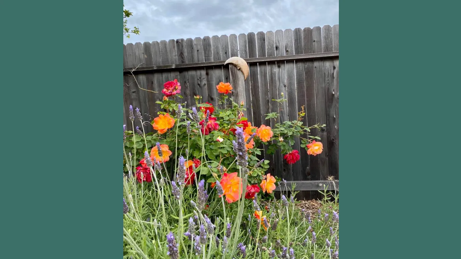 Some of the beautiful blooms in the backyard.