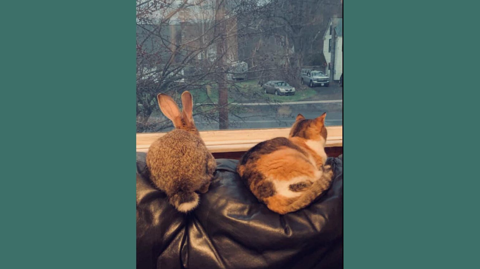 Baby rabbit, Uzi hopped up to the window alongside the cat, Callie.