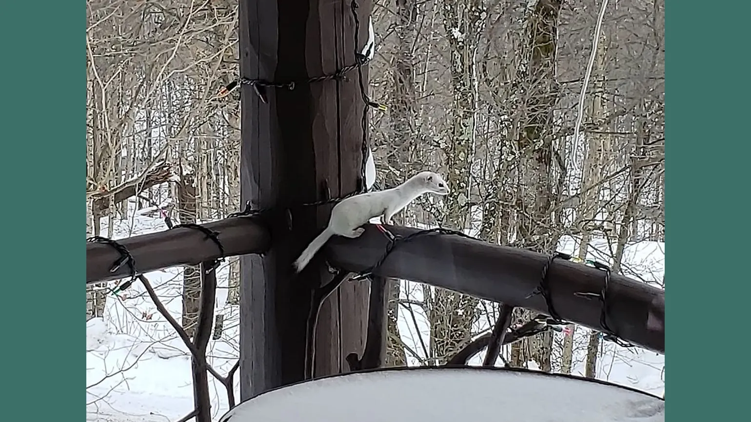 A cute weasel came on the porch just before Christmas.