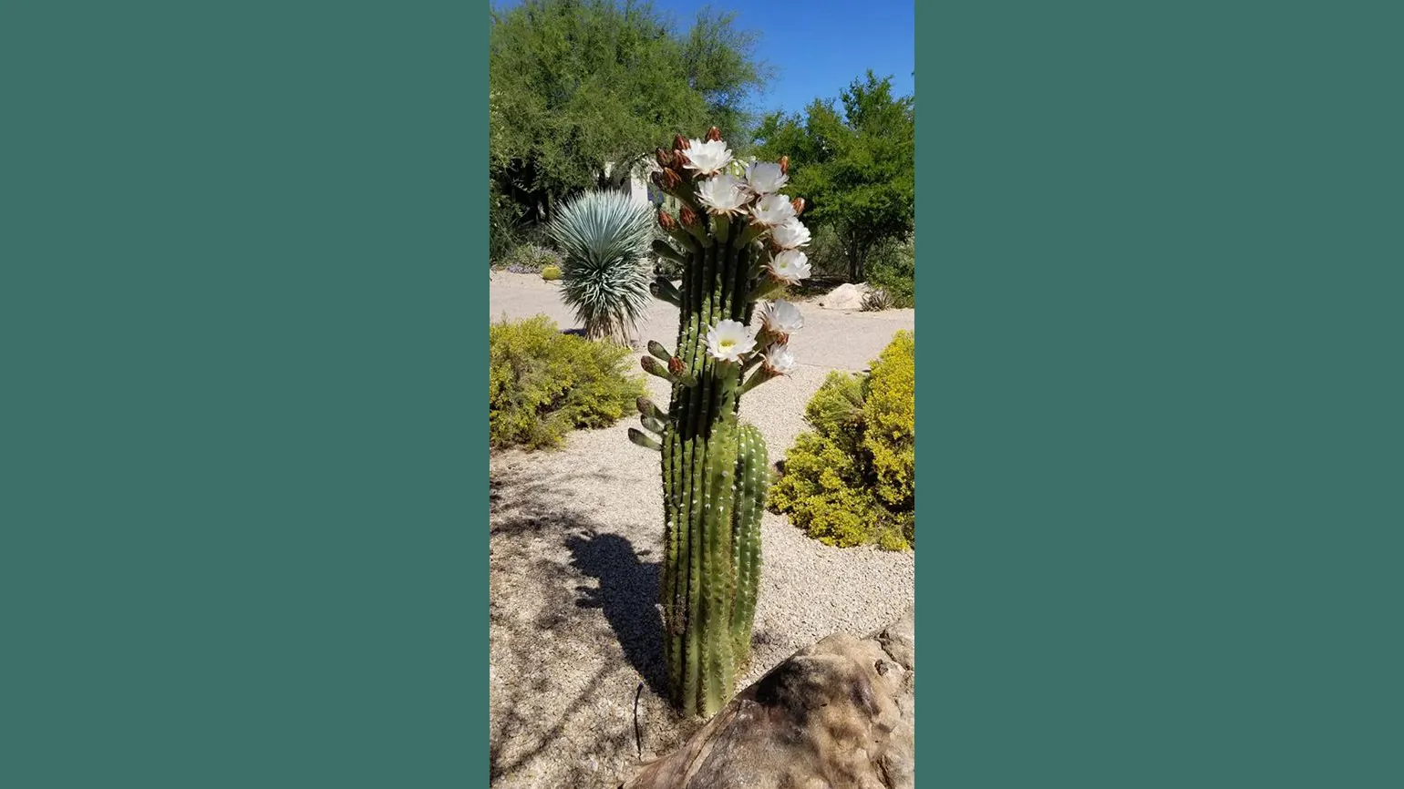 A glorious Cardon Cactus blooms in the Spring.