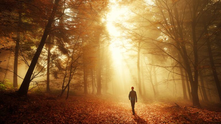Man walking towards the sunlight in a forest