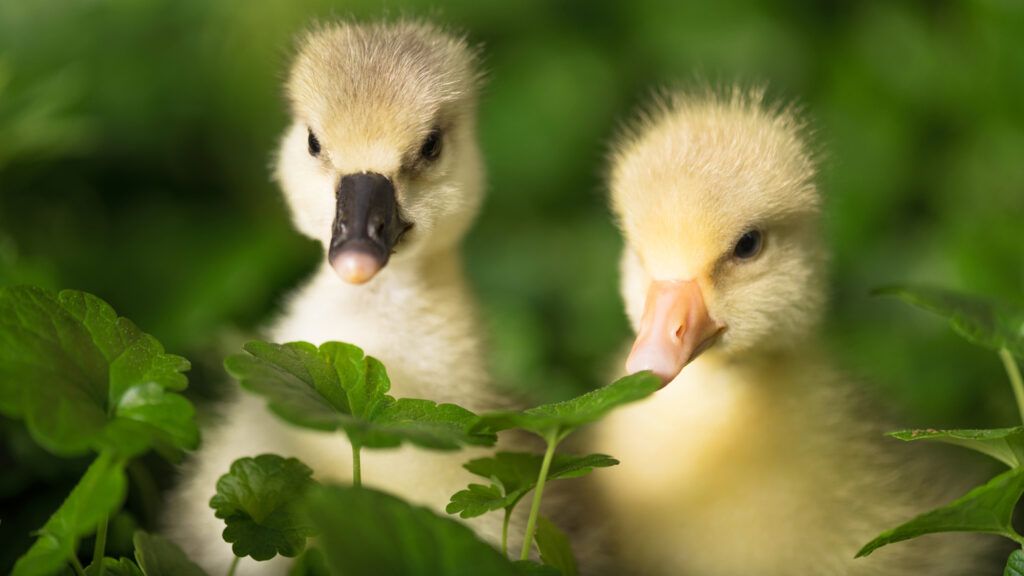 A pair of ducklings.