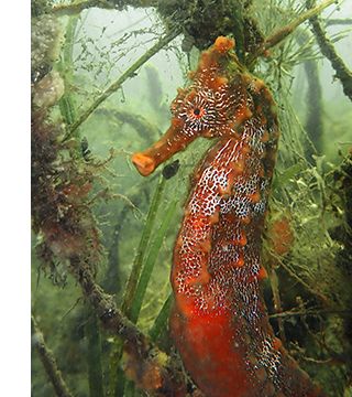 An orange seahorse