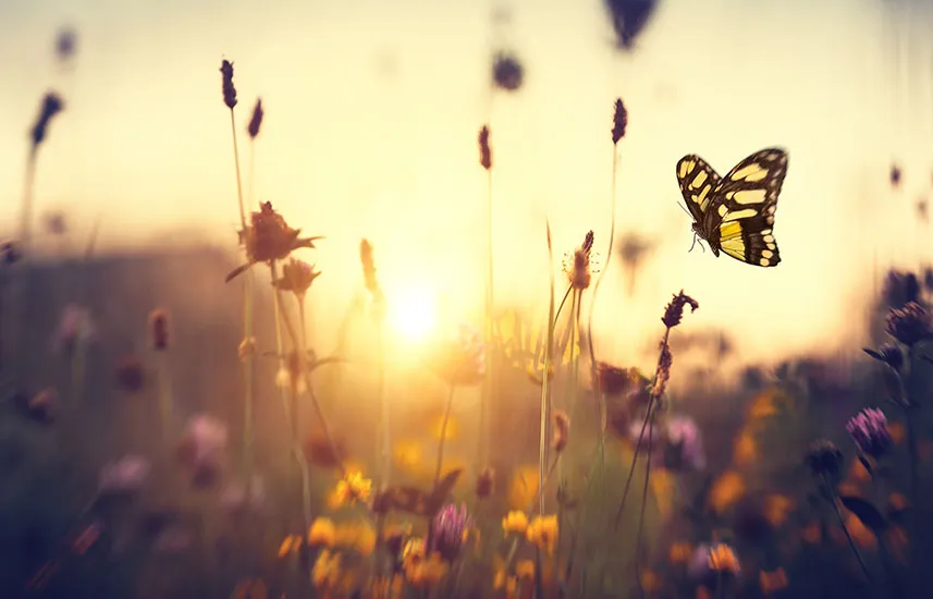 Butterfly among flowers