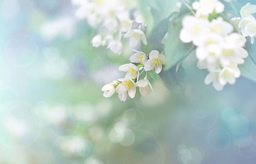 Branch of jasmine flowers