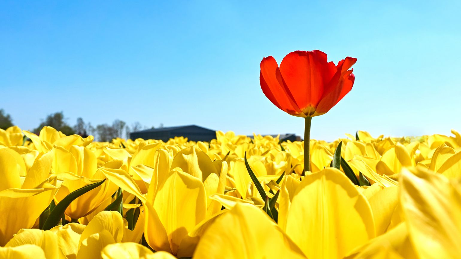 A single red tulip in a field of yellow tulips.