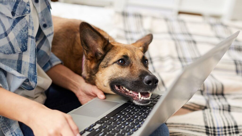 Dog smiles at a computer