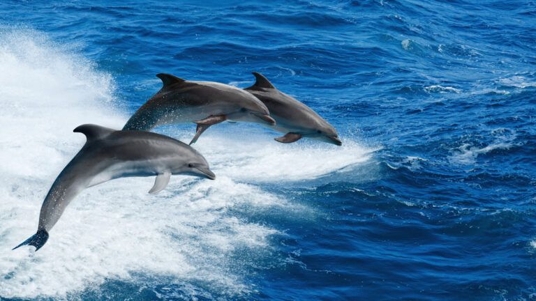 Dolphins to the rescue