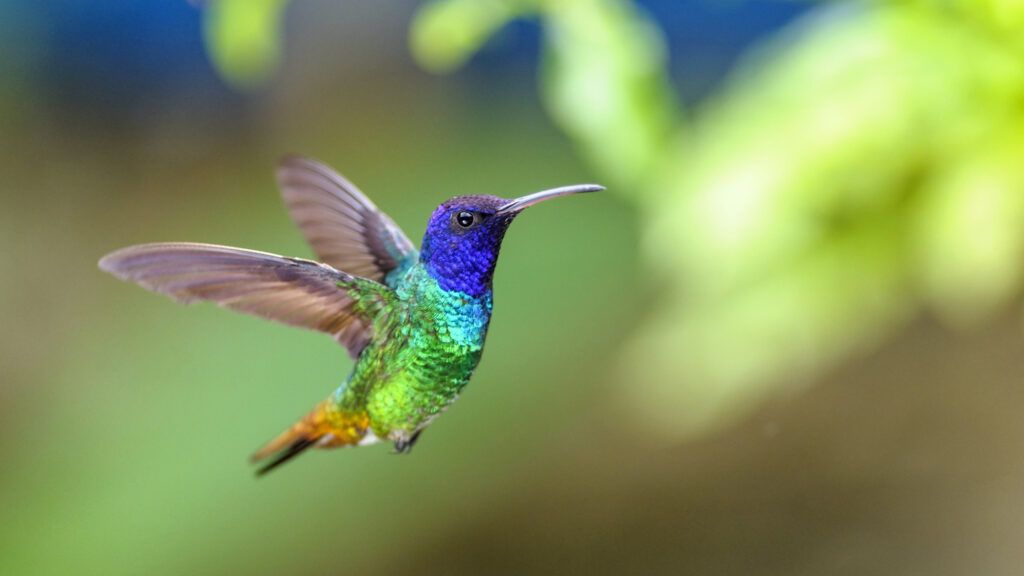 A colorful hummingbird.