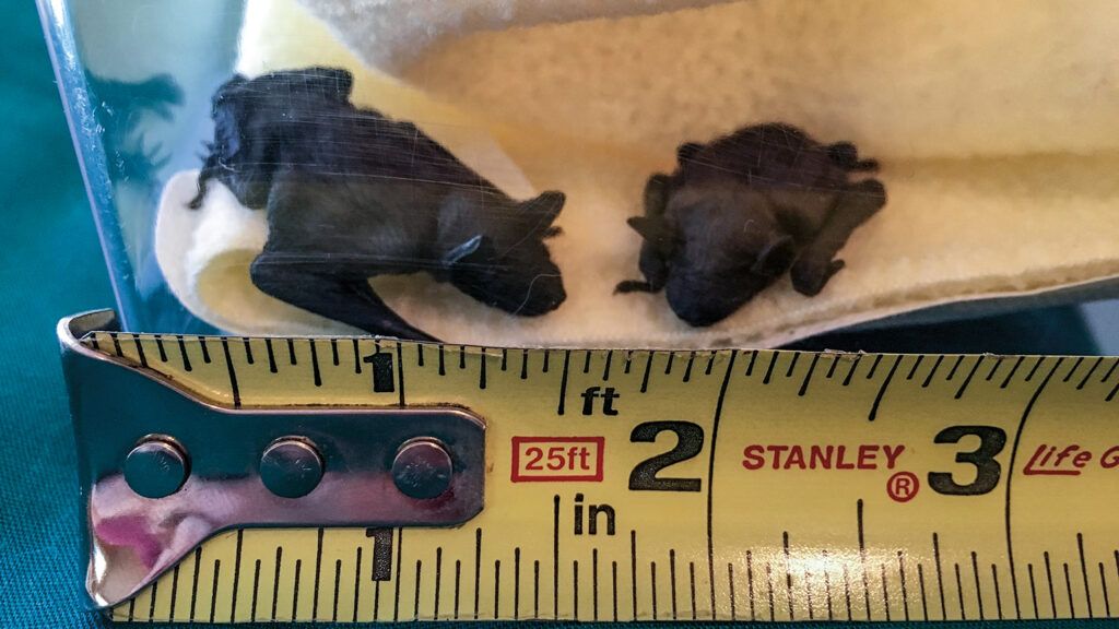 Twin baby bats weighing three grams each