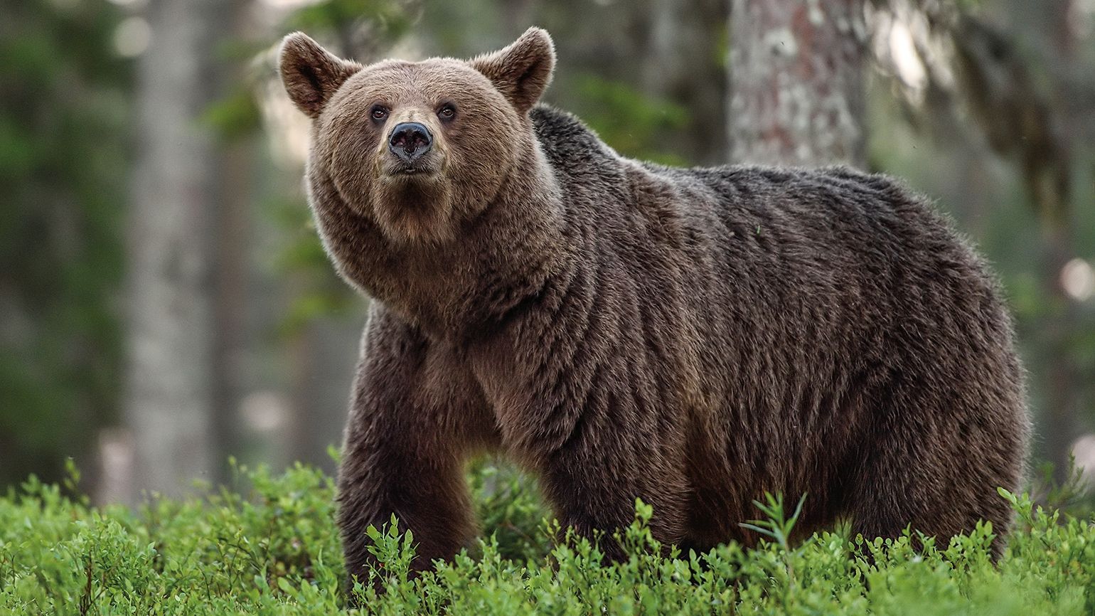 Tips to Help You Stay Safe from Wildlife While Hiking - Guideposts