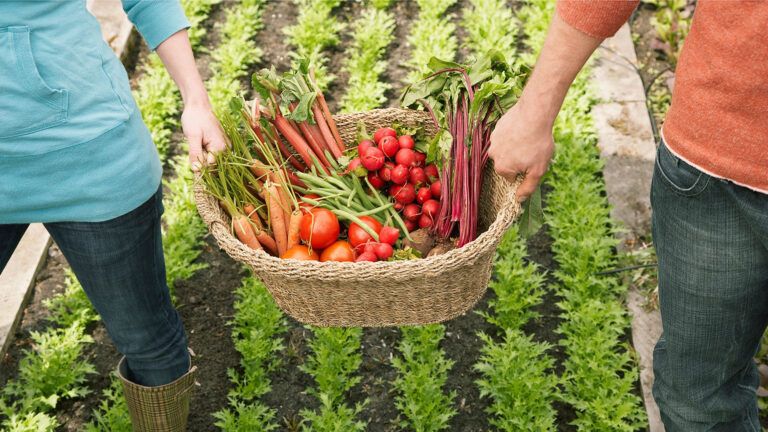 A basket of harvested vegetables
