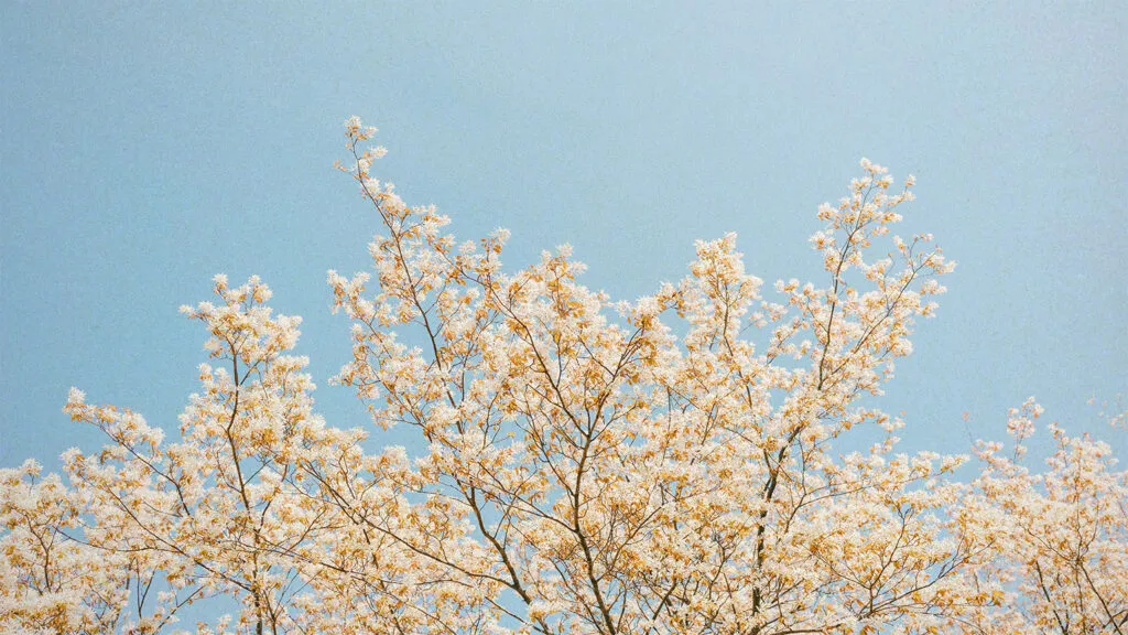 A tree with white flowers against a blue sky.