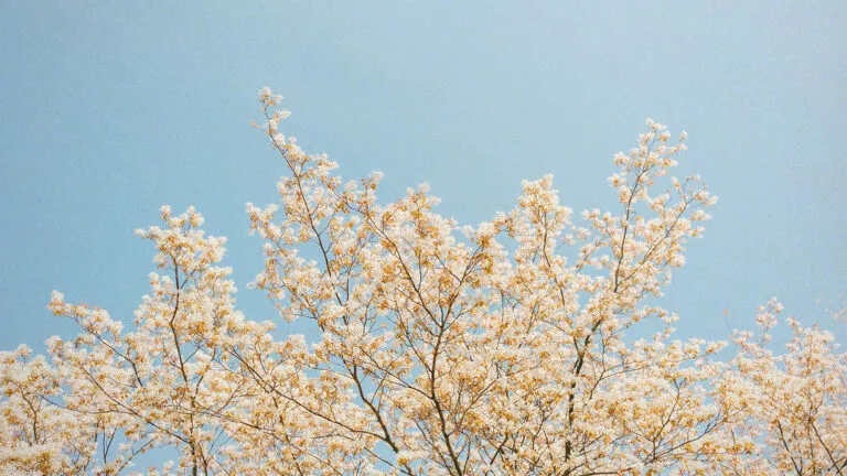 A tree with white flowers against a blue sky.