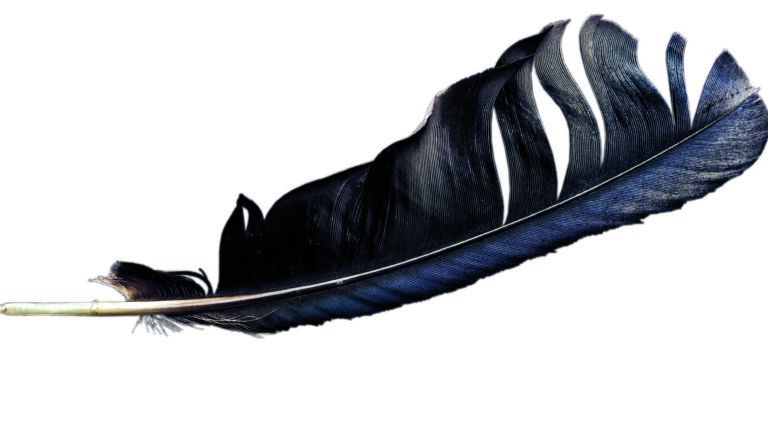 Illustration of a feather