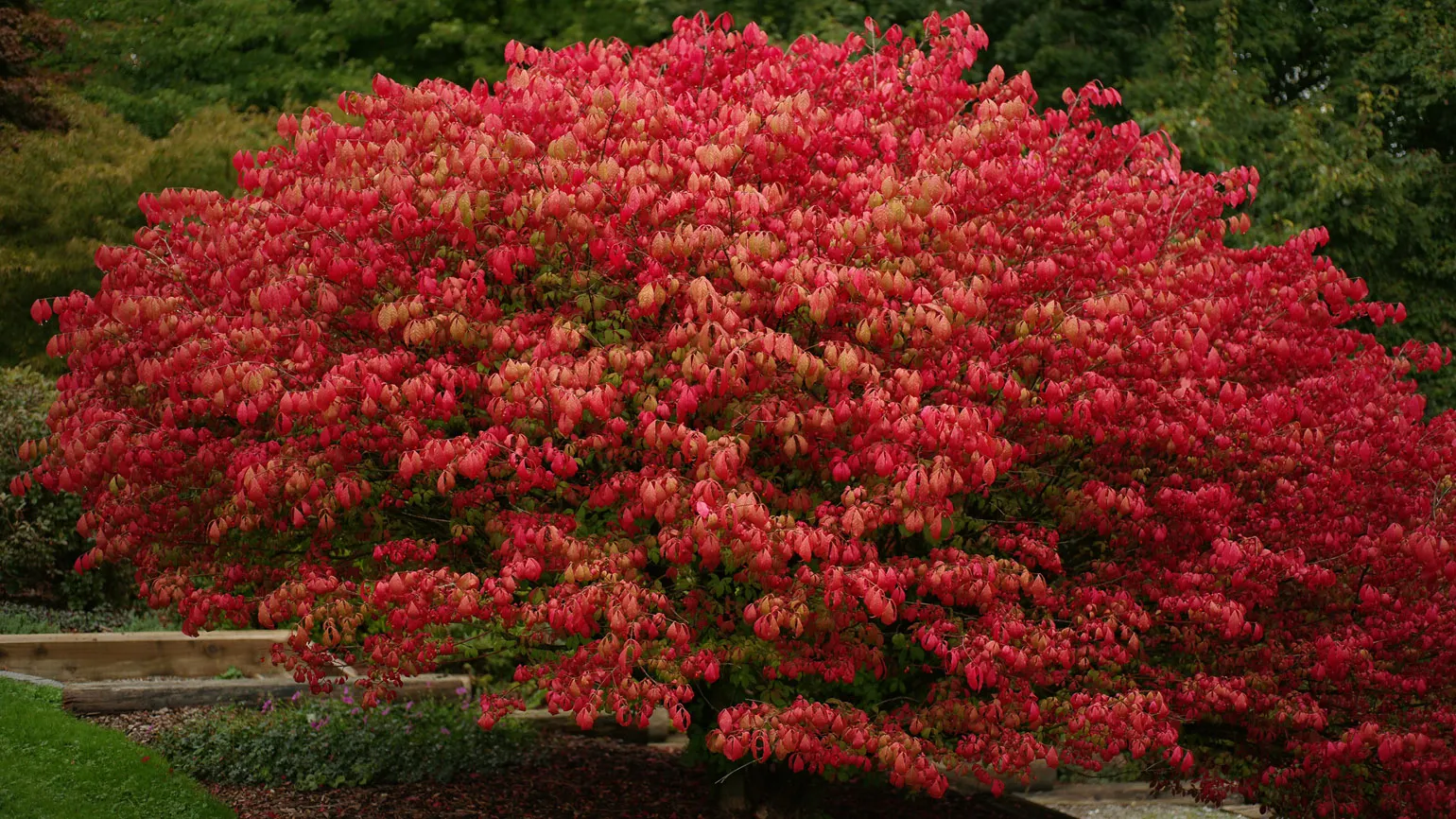 A burning bush plant.