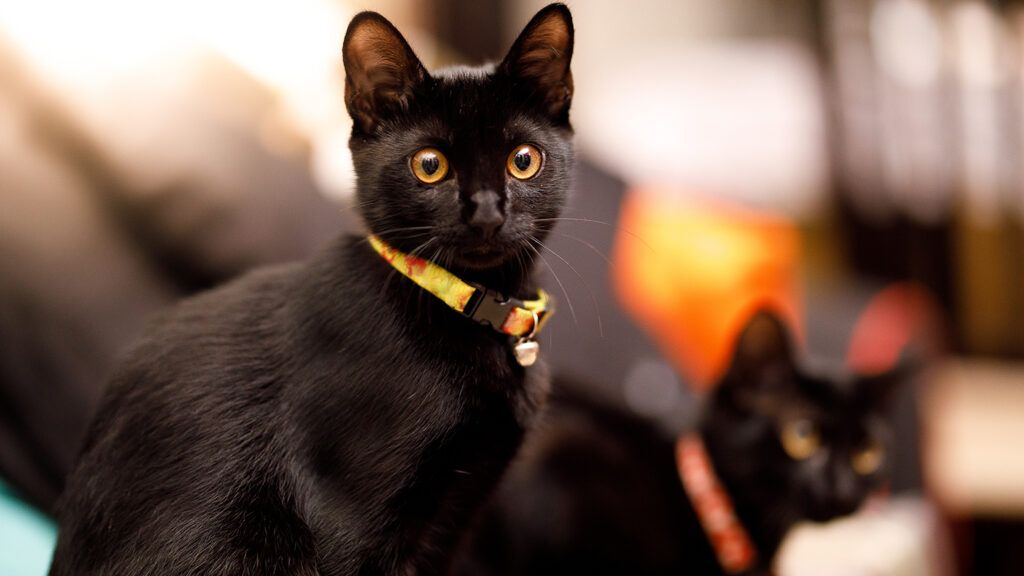 black_kittens