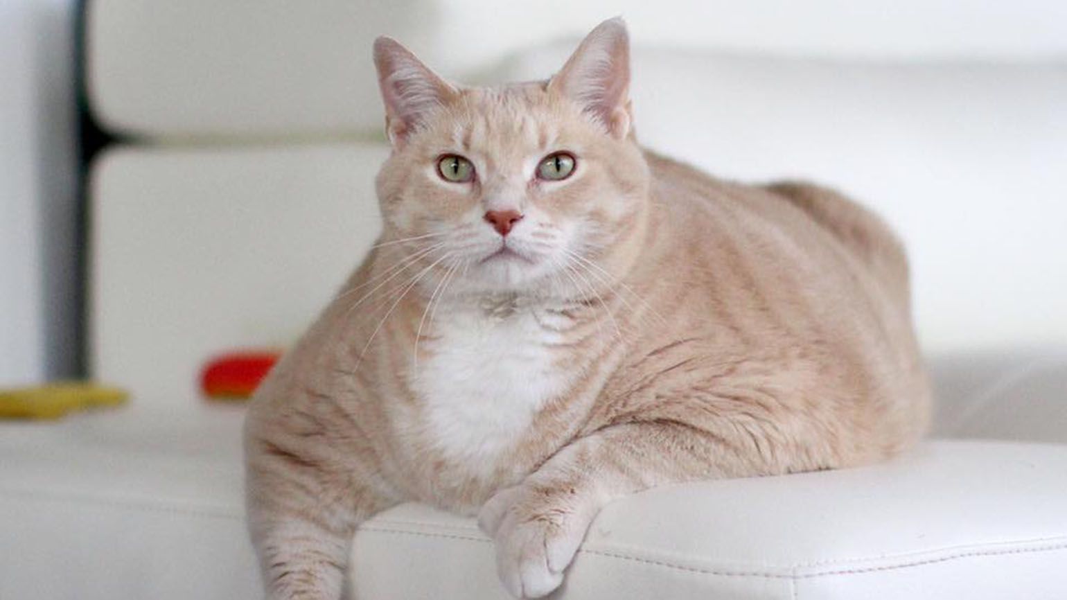 This Cat’s Weight Loss Journey Is Captivating the Internet - Guideposts