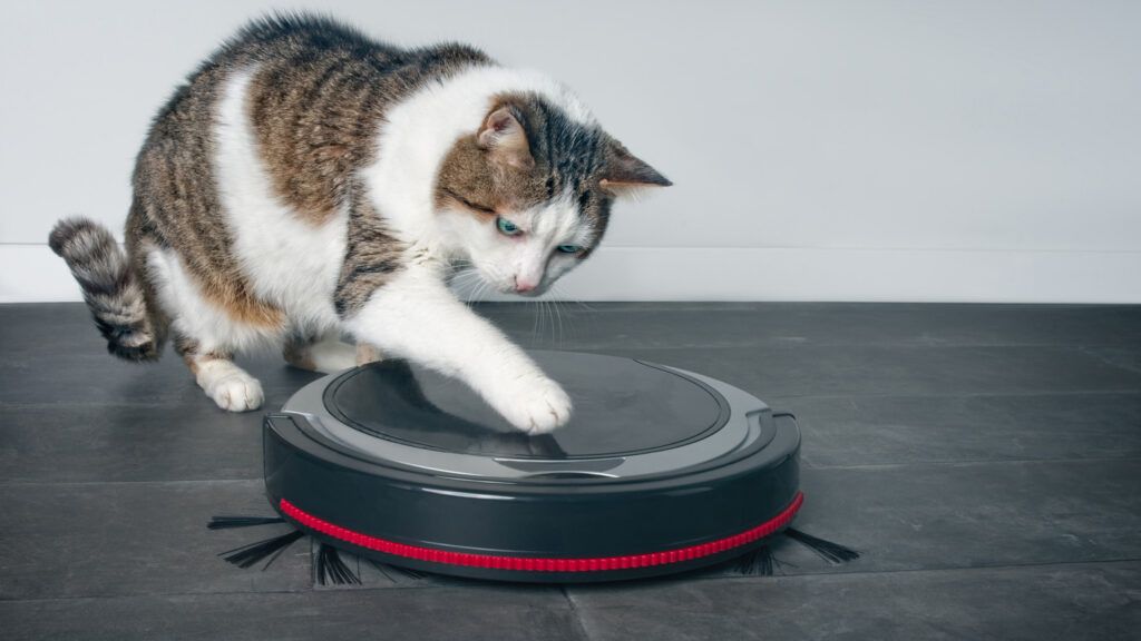 A cat playing with a robotic vacuum.