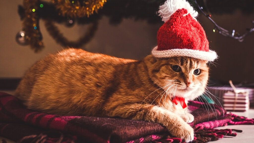 A Christmas cat