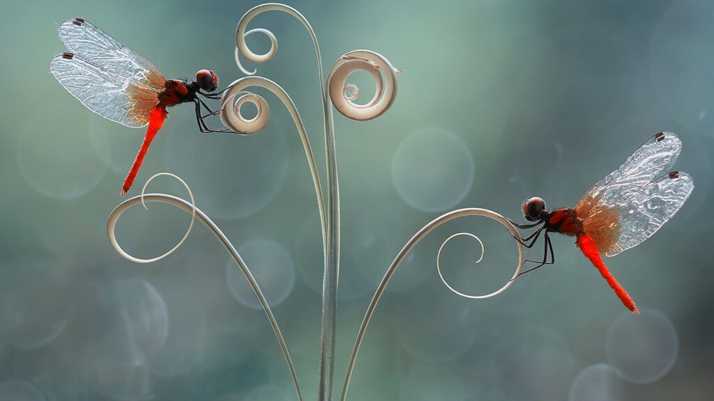 A pair of red dragonflies/ Photo credit: Eyeem/Getty Images