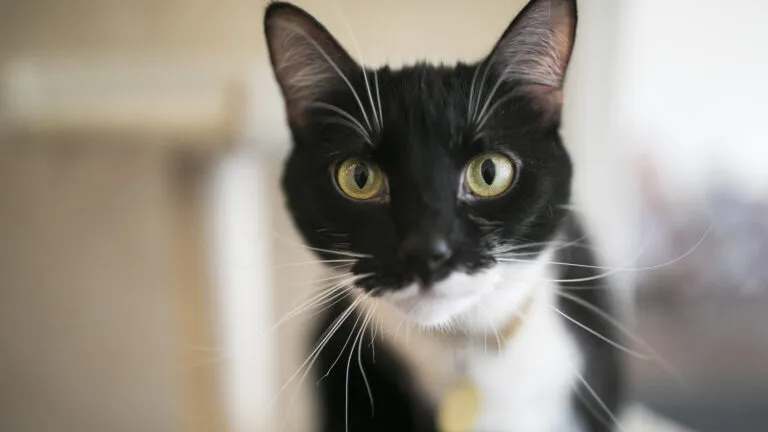 A headshot portrait of a black and white cat. Photo credit: Maddie McGarvey