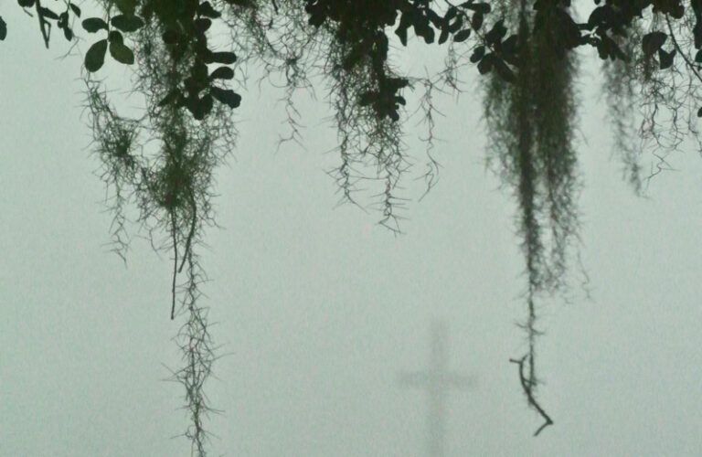 Vines dripping from a tree in the fog with a cross in the background