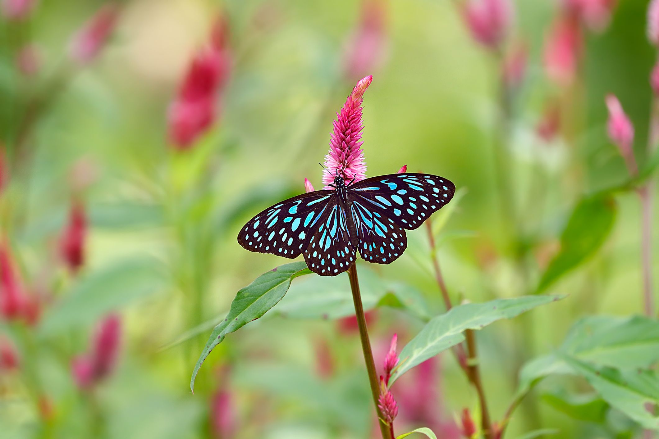 A blue butterfly perched on a plant.