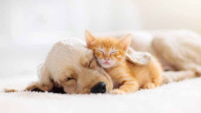 Sleeping dog and cat