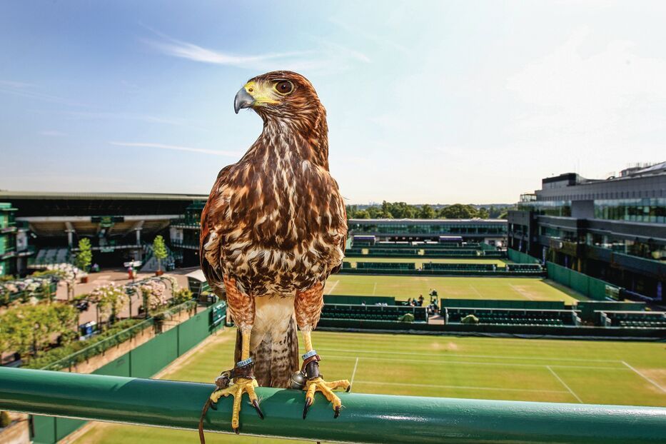 Rufus the resident Harris Hawk keeps the courts pigeon free on Day Seven of the Wimbledon Lawn Tennis Championships at the All England Lawn Tennis and Croquet Club