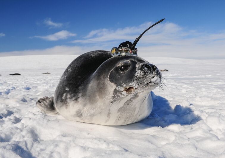 Weddell seal carrying a CTD (conductivity-temperature-depth) tag