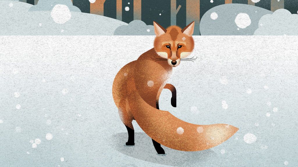 A fox in snow. Illustration by Dieter Braun