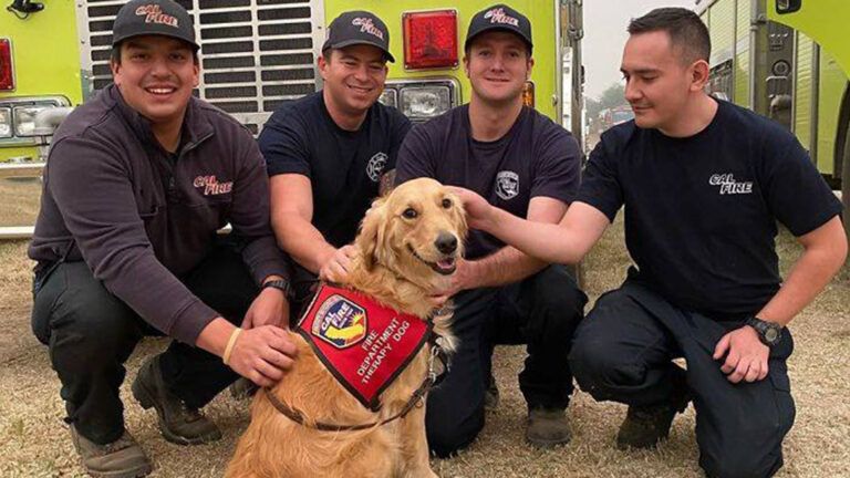 Kerith the golden retriever and firefighters