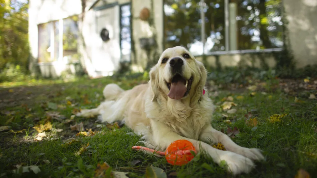 A grateful dog, Gracie