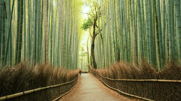 A light shines on a dark bamboo forest