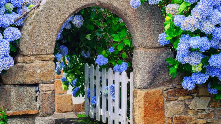 Gate surrounded by flowers