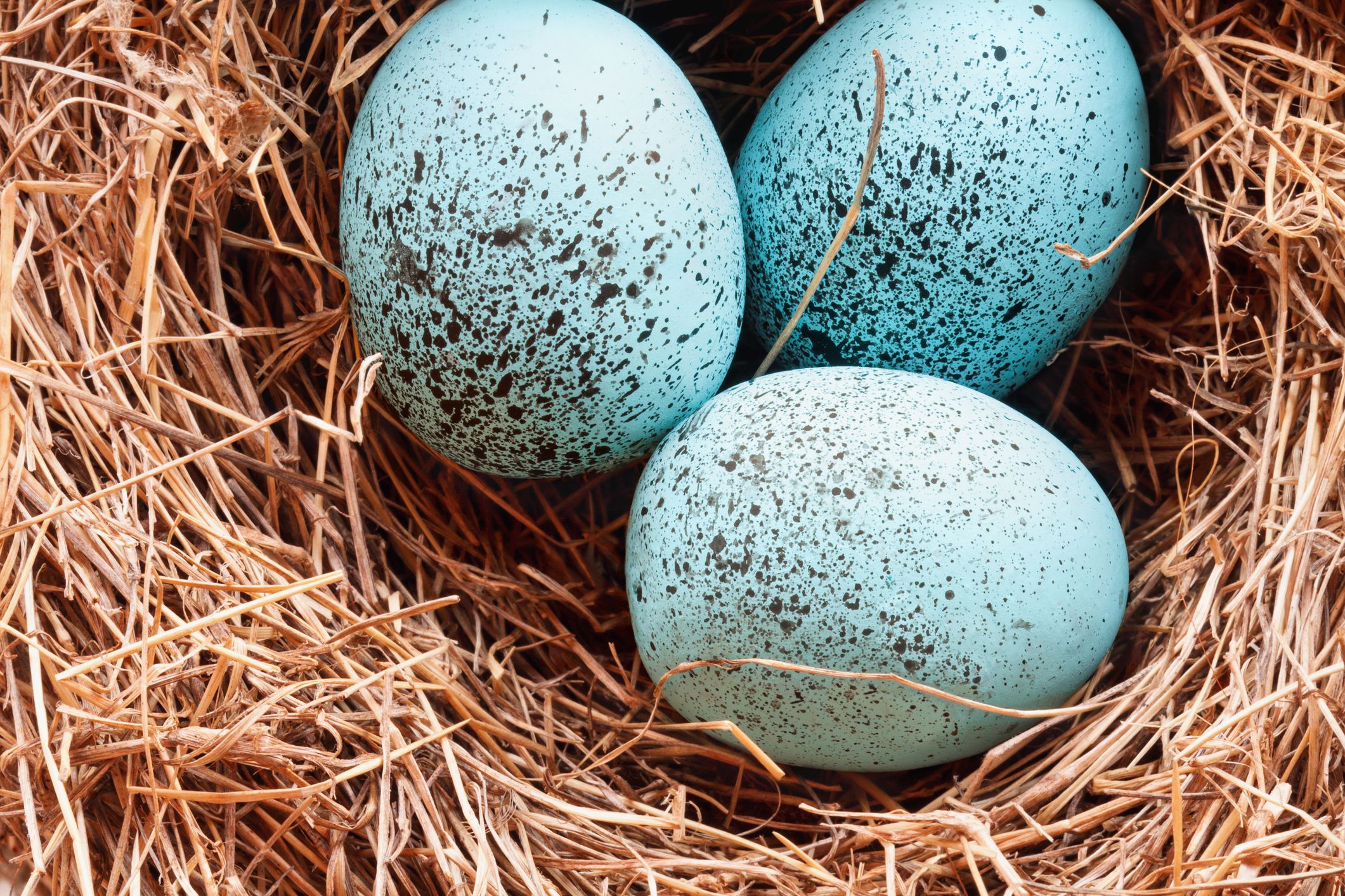Three blue eggs in a nest; Getty Images