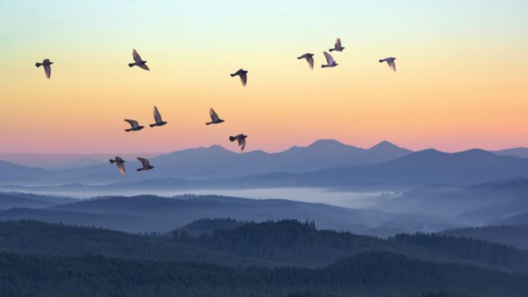 Birds flying during sunrise; Getty Images