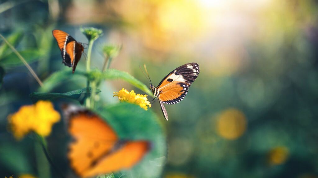 Butterflies; Getty Images