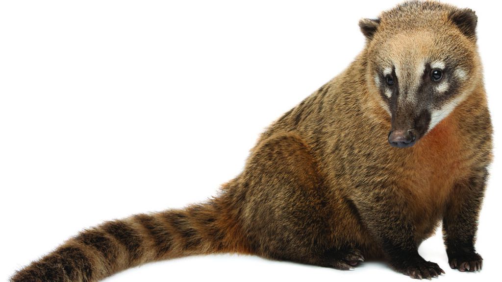 Coati, member of the raccoon family