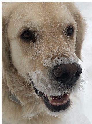 Photo of Gracie by Edward Grinnan