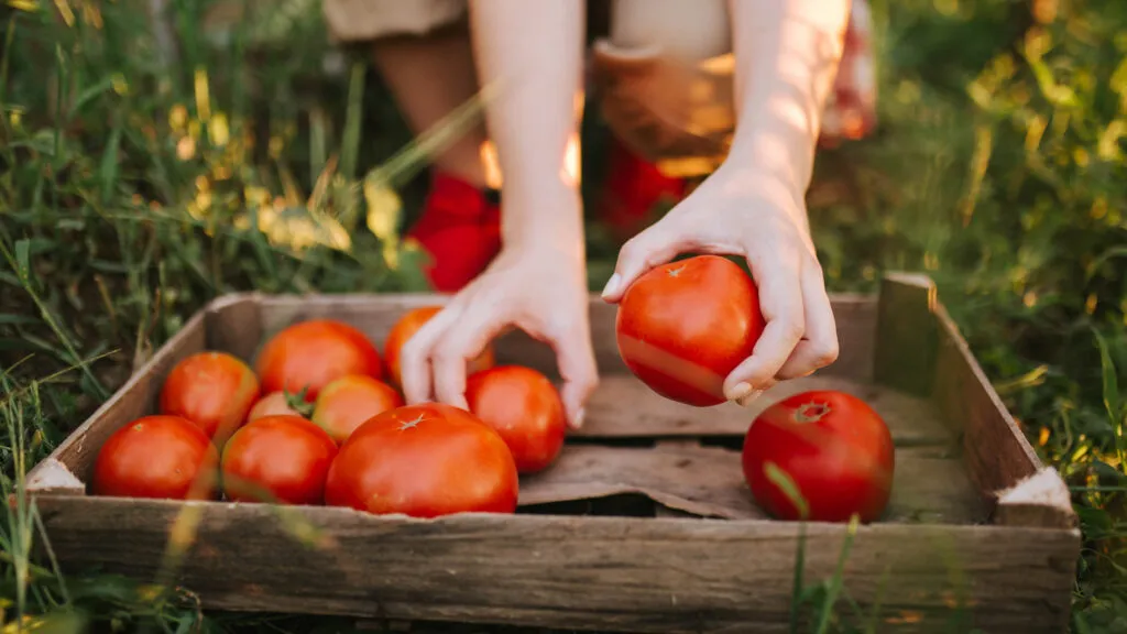 Summer's first tomatoes