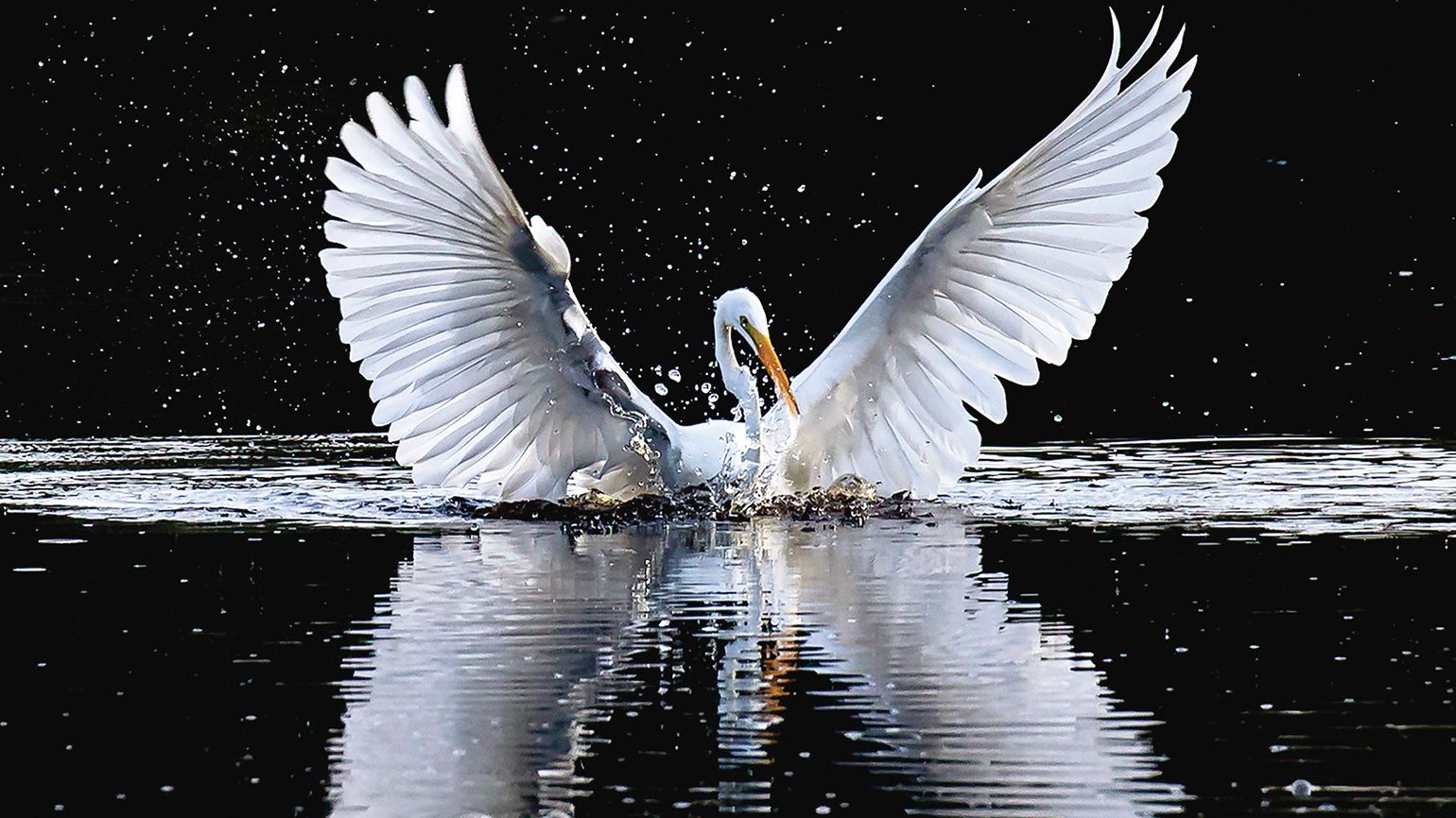An angelic egret on the water with its wings fully spread